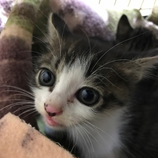 子猫 1匹の保護猫の里親募集です。
