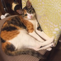 こむぎ