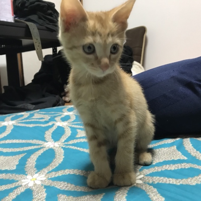 こむぎ茶のカバー写真