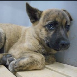 愛護団体様に引き出されました。