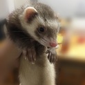 マーシャルフェレット