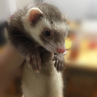 マーシャルフェレット