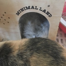 ミントーーー！！？