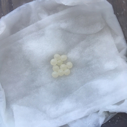 「新入りさん」サムネイル2