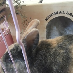 「ミントーーー！！？」サムネイル2