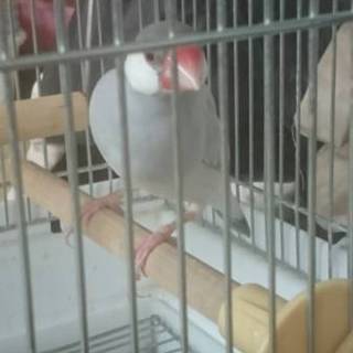 みんな里親様が決まりました！