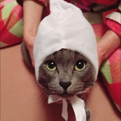 かわいいかわいい ねこずきんちゃん