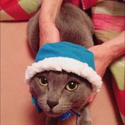 「かわいいかわいい ねこずきんちゃん」サムネイル2