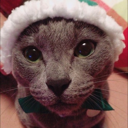 「かわいいかわいい ねこずきんちゃん」サムネイル3