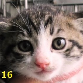 親子３匹いっしょに迎えて頂きました。