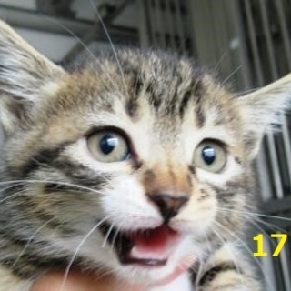 親子３匹いっしょに迎えて頂きました。