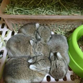 5月2日生まれのミニウサギ(茶色)です！