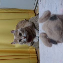 「マイペース」サムネイル2