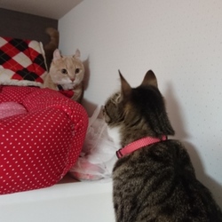 「マイペース」サムネイル3