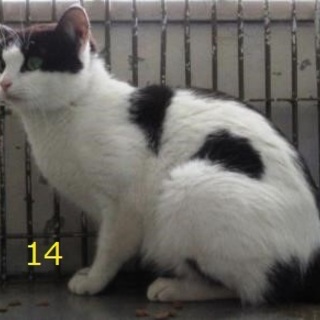 親子３匹いっしょに迎えて頂きました。