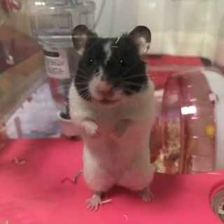 ゴールデンハムスター