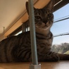優しい性格で猫さん大好き！美少女キララちゃん サムネイル5