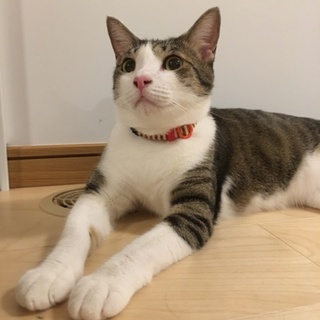 人が大好き！甘えん坊の光ちゃん