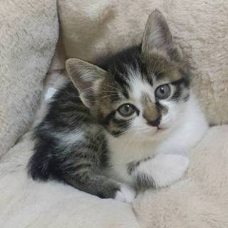 ４月５日生まれ　白キジ