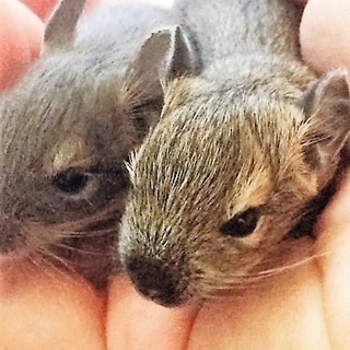 デグーの赤ちゃん里親様募集 