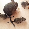 デグーの赤ちゃん里親様募集  サムネイル4