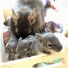 デグーの赤ちゃん里親様募集  サムネイル5