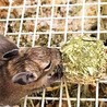 デグーの赤ちゃん里親様募集  サムネイル6