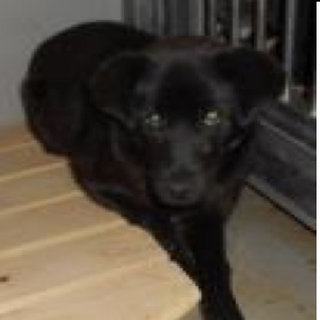 動物愛護団体様が引き出しました