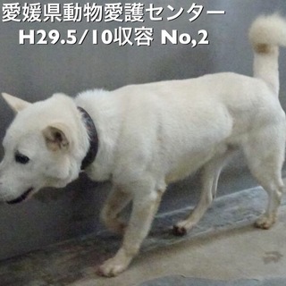 愛媛県動物愛護センターに収容されています！