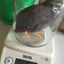 「うぴの羽で羽根布団制作作戦、決行！」サムネイル3