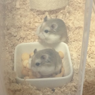 ロボロフスキー三姉妹