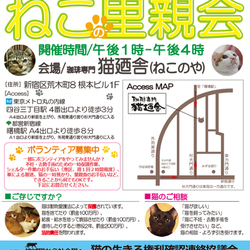 5月20日(土)地域猫から社会猫へ 四谷猫廼舎・里親会