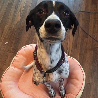 7月17日東京都新宿住宅展示場にて譲渡会参加予定