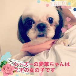 非営利動物保護団体ととのん『ととのんハウス』