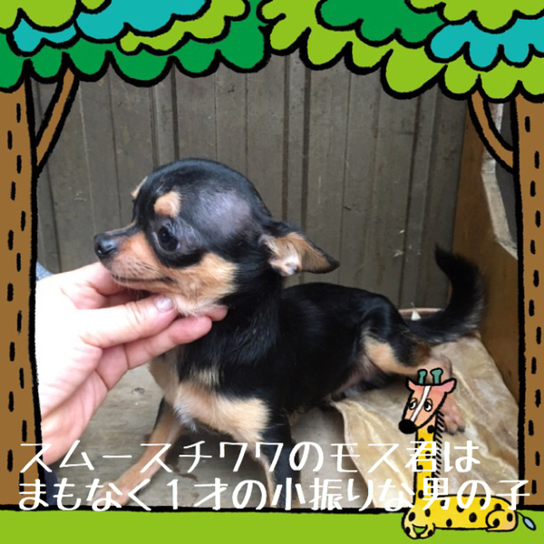 「非営利動物保護団体ととの...」(非営利動物保護団体ととのんのイベント #2598)