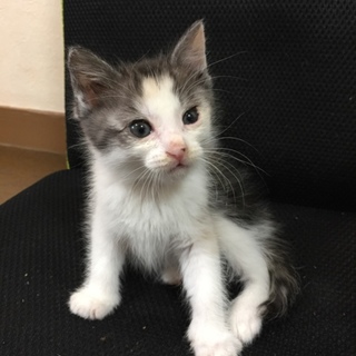 生後１ヶ月くらいの女の子です