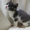 生後1.5～2ヵ月グレーと白のもふもふちゃんです サムネイル2