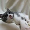 生後1.5～2ヵ月グレーと白のもふもふちゃんです サムネイル3