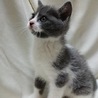 生後1.5～2ヵ月グレーと白のもふもふちゃんです サムネイル4