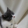 生後1.5～2ヵ月グレーと白のもふもふちゃんです サムネイル5