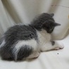 生後1.5～2ヵ月グレーと白のもふもふちゃんです サムネイル6