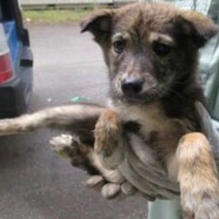 決定！！・懐っこいブリンドルMIX♀1♪