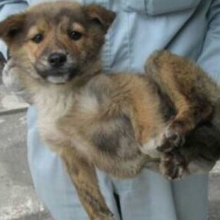 決定！！人懐っこい茶黒MIX♀♪