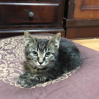 まあ！可愛い仔！って、思って下さる方探してます。