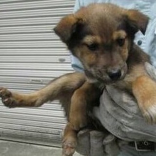 決定！！・人懐っこい茶黒MIX♂☆