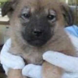 決定！！小さな小さな茶黒MIX♀♪