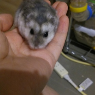 里親様決定しました！