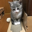 子猫の里親募集中！(一旦募集を停止します)