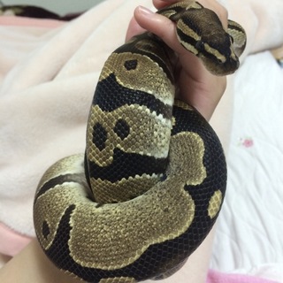 ボールパイソン ノーマル 里親募集