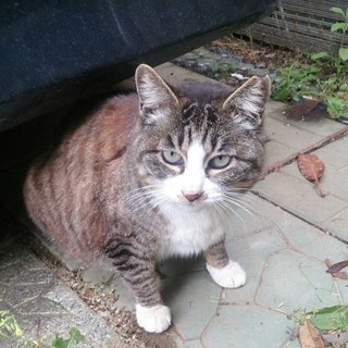 人なつっこい地域猫